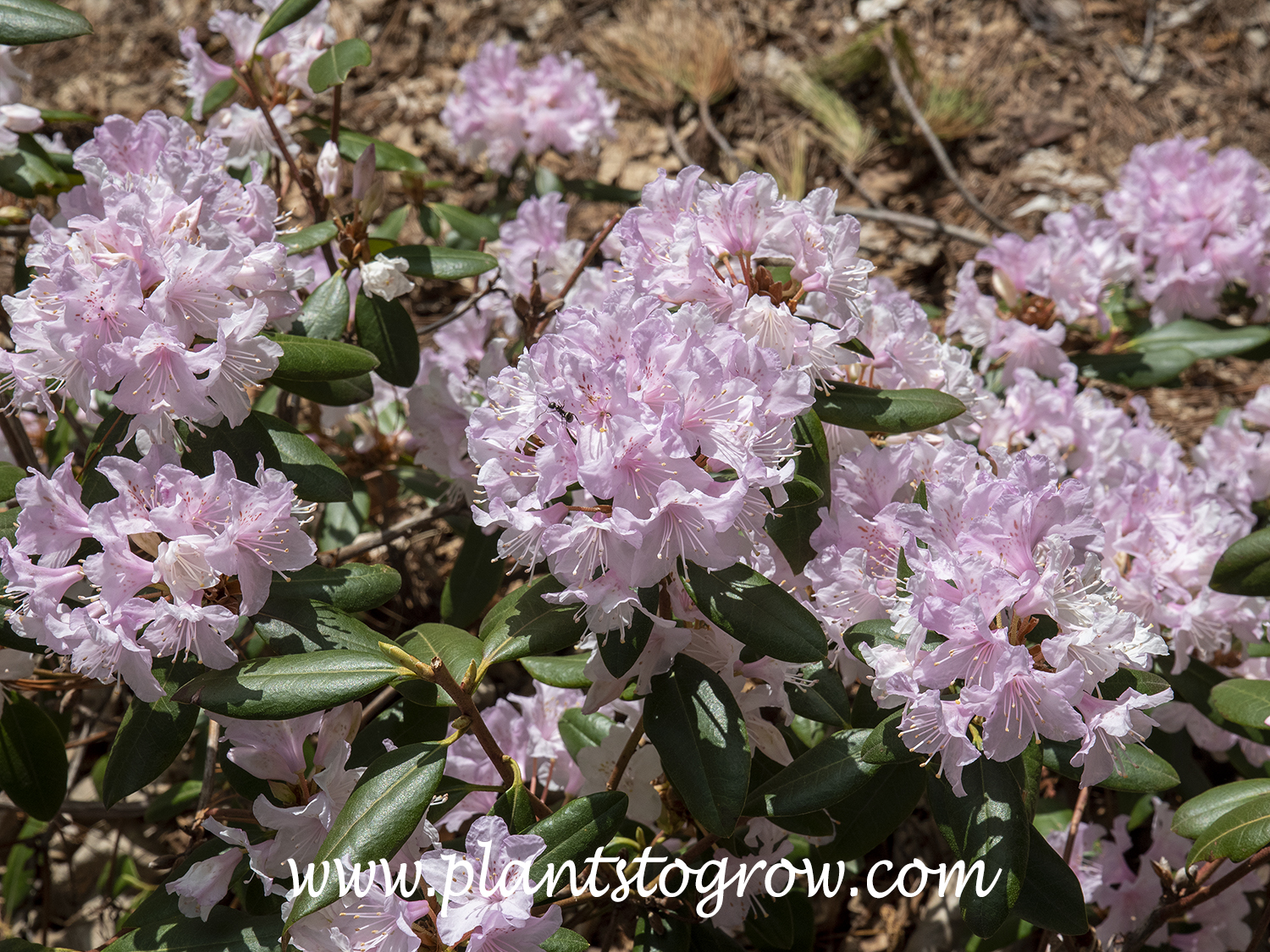 Rhododendron Manitou